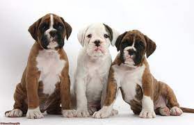 Boxer Puppy Background Boxer Puppies Cute Boxer Puppies Boxer Puppy