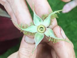 We did not find results for: Rose Sepals Turned Flower Only In Charlotte S Hands Rose Flowers Turn Ons