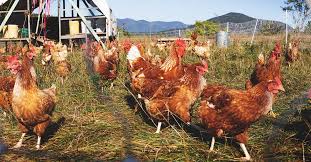 How many hens should you have per rooster? Pecking Order How To Manage Chicken Bullying In Your Flock