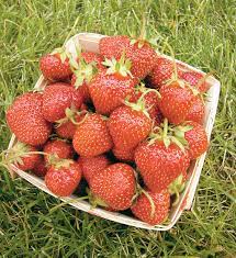 Make raspberry basil margaritas by substituting fresh raspberries for the strawberries. Strawberries Bonnie Plants