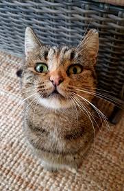 Demet Bayrakgil Adli Kullanicinin Cats And Kittens Panosundaki Pin