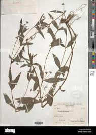 Image result for Melhania prostrata