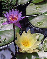 Pin Ot Polzovatelya Mart Na Doske Monet S Lotus Love Cvety Lotosa Ekzoticheskie Cvety Kuvshinki