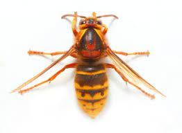 Unlike bees, hornets can sting multiple times. Wasp Hornet And Bee Species In The U S Ehrlich Pest Control