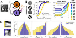 Maybe you would like to learn more about one of these? 28th Annual Computational Neuroscience Meeting Cns 2019 Bmc Neuroscience Full Text