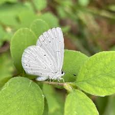 Image result for Halopegia azurea