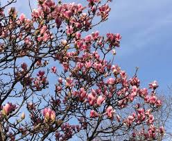 Maybe you would like to learn more about one of these? Spring Flowering Plants And Trees Birthday Gift Ideas For March April May