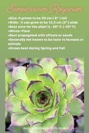 Succulents Type Gardeningtips Indoorplant Indoor Gardening Planting Plantlife Succulentlove Winter Plants Succulents Succulents In Containers