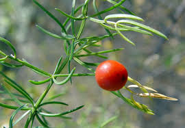 Image result for Asparagaceae