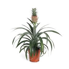 Image result for Ananas comosus