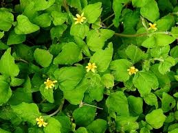 Image result for Calyptocarpus vialis