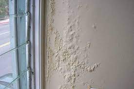 What kills black mold on walls? How To Kill Remove Mold From Walls And Ceilings Cleaninginstructor Com