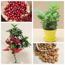 Plus, home coffee plants, growing away from their natural areas can be at a greater risk of pests and disease. 20 Pcs Coffee Bean Bonsai Home Grown Cocoa Bean Balcony Bonsai Tree Plant Bonsai Coffee Cherry Bonsai Buy At The Price Of 0 56 In Aliexpress Com Imall Com