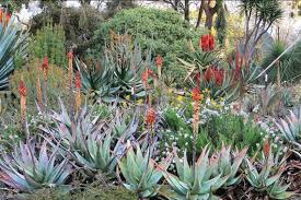 Image result for Afroqueta capensis