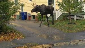 Check spelling or type a new query. Moose Spotted In South Portland Tranquilized Removed From Area By Game Wardens
