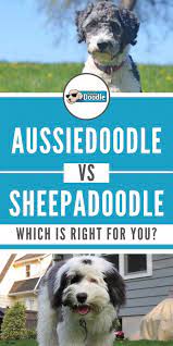 Aussiedoodle Vs Sheepadoodle Which Is Best For You Comparison Quiz In 2021 Sheepadoodle Aussiedoodle Poodle Mix Breeds