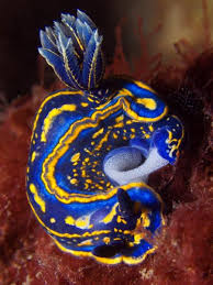 Kết quả hình ảnh cho sên biển