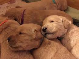 Watch these new born golden retriever puppies grow up; Akc Golden Retriever Puppy English Cream American For Sale In Barre Massachusetts Classified Americanlisted Com