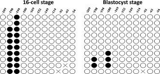 Jul 09, 2021 · antileukotrienes for the prevention and treatment of chronic lung disease in very preterm newborns: Dna Methylation And Mirna 1296 Act In Concert To Mediate Spatiotemporal Expression Of Kpna7 During Bovine Oocyte And Early Embryonic Development Bmc Developmental Biology Full Text