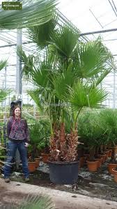 Maybe you would like to learn more about one of these? Washingtonia Robusta Multistamm Topf O 22cm Gesamthohe 80 100 Cm Mypalmshop