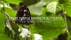 Bitcoin's value gyrates wildly because its supply cannot be readily changed. Understanding The Wing Patterns Of The Great Purple Emperor Butterfly Iestory