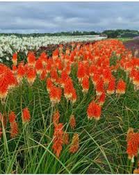 Image result for Kniphofia princeae