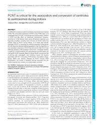 In animal cell cycle centriole duplicates during. Https Jcs Biologists Org Content Joces 132 6 Jcs225789 Full Pdf