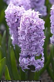 In Detail Tcd 4443 Purple Flowers Trees To Plant Flowers
