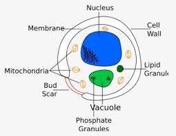 Structure of a typical animal cell. Animal Cell Diagram Without Labels Animal Cell Diagram Numbered Hd Png Download Kindpng