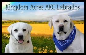 We continue to proudly produce outstanding quality english labrador puppies for families to love and enjoy. Lab Puppies Southern California