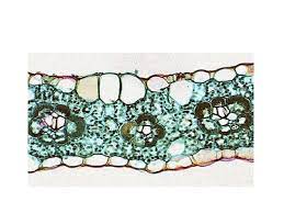 Sel merupakan unit struktural dan fungsional penyusun makhluk hidup. 92 Gambar Daun Zea Mays Kekinian Gambar Pixabay