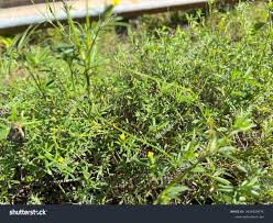 Image result for Stylosanthes guianensis