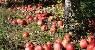 Paul and whether you're looking for family fall activities or simply the best apples for pie, there are plenty of apple orchards near the twin cities for you to choose from. Apple Orchards Near Madison Wisconsin