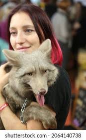 2+ Thousand Silver Fox Hair Royalty-Free Images, Stock Photos & Pictures