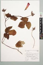 Image result for Ipomoea coptica