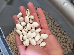 Image result for Canavalia ensiformis