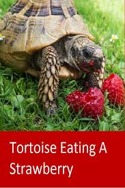 15 Adorable Photos Of Animals Eating Fruit Animals Eatingg Fruits Strawberry Turtle Animal Eating Animal Photo Animals