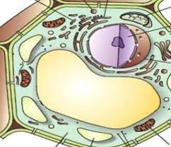 Maybe you would like to learn more about one of these? Is It A Plant Cell Or An Animal Cell Give Two Reasons To Support Your Answer Brainly In