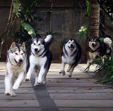Do colossal dogs interest you? Maureen Shuh Maureenshuh Profile Pinterest