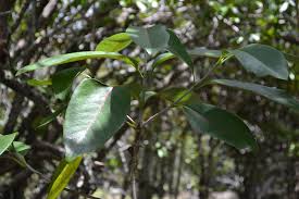 Image result for Coptosperma