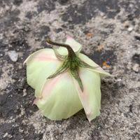 Image result for Cienfuegosia digitata