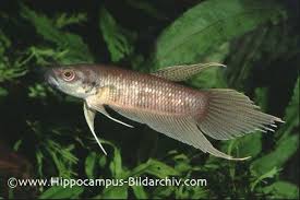 Betta Chloropharynx Betta Fish Betta Lovely Creatures