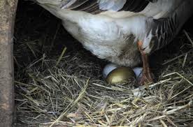 How To Hatch Goose Eggs - Tips, Tricks, And Troubleshooting - Tyrant Farms