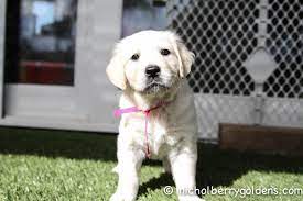 English golden retriever of exceptional quality. A Roman Georgia Girl Precious Www Nicholberrygoldens Com English Golden Retriever Puppy Golden Retriever English Golden Retrievers