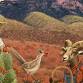 7th Annual New Mexico Prickly Pear Festival