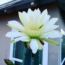 Here are some care tips for growing a queen of the night cactus. Who Is The Queen Of The Night Succulent Succulent City