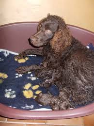 Image result for americký vodní španěl