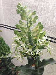 Image result for Bonatea