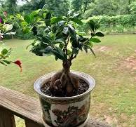 What shape pot for ficus bonsai design?