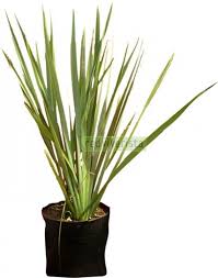 Image result for Phormiaceae